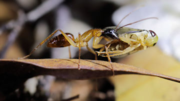 Wallpaper thumb: Carpenter Ant (Camponotus sp)
